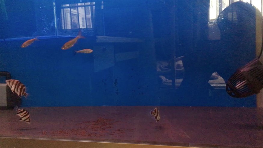 虎魚小崽狀態堅定，魚小崽狀態堅定，水中身姿