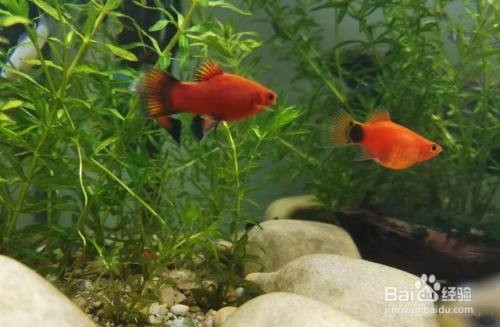 印尼小紅龍魚苗多少錢一條啊(印尼紅龍魚大概多少錢)小紅龍魚苗及成魚價格大揭秘，一條究竟多少錢