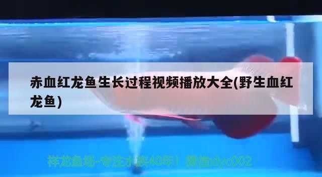 地圖魚可以和銀龍魚混養(yǎng)嗎(地圖魚能和銀龍混養(yǎng)嗎)魚與銀龍魚混養(yǎng)可行性探究，能否共處一