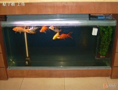 白魚缸適合養(yǎng)什么魚：白色魚缸養(yǎng)殖經(jīng)驗(yàn)，白魚缸養(yǎng)魚攻略，白色魚缸適宜魚類及養(yǎng)殖要點(diǎn)詳解