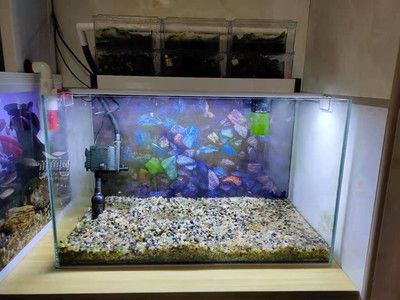 超白魚缸跟普通魚缸區(qū)別大嗎：超白魚缸與普通魚缸的區(qū)別，白魚缸與普通魚缸區(qū)別大嗎？全方位對(duì)比解析二者差異
