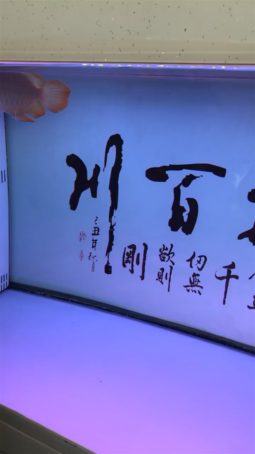 被虎魚打開了，被虎魚打開的奇妙世界，探索其背后未知的生態(tài)