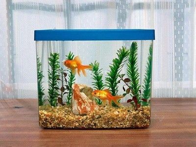 150長40寬的魚缸能養錦鯉：150長40寬的魚缸可以養錦鯉嗎？50長40寬魚缸能否養錦鯉？空間、