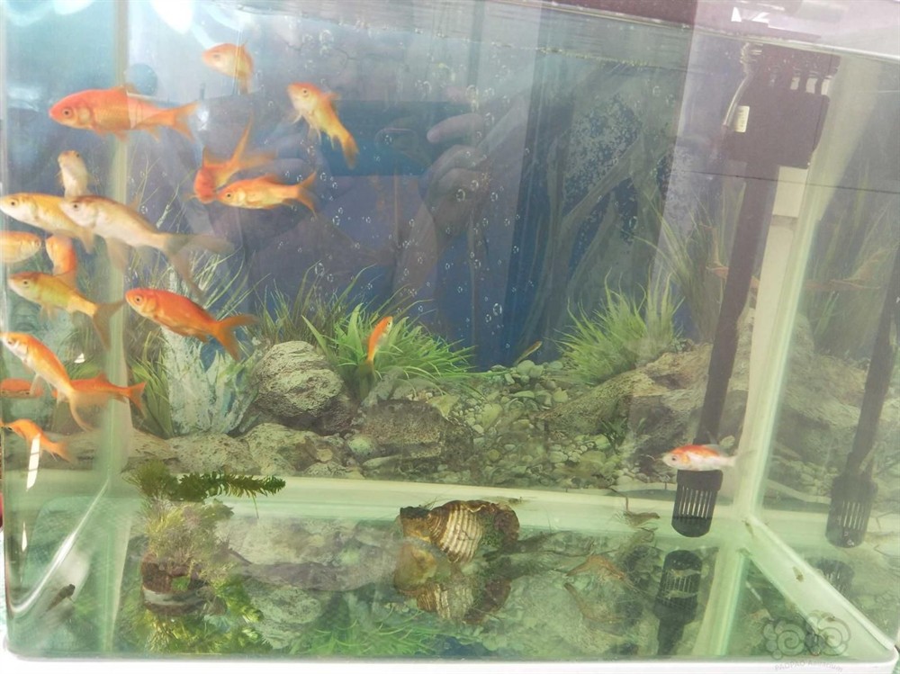 150長40寬的魚缸能養錦鯉：150長40寬的魚缸可以養錦鯉嗎？50長40寬魚缸能否養錦鯉？空間、