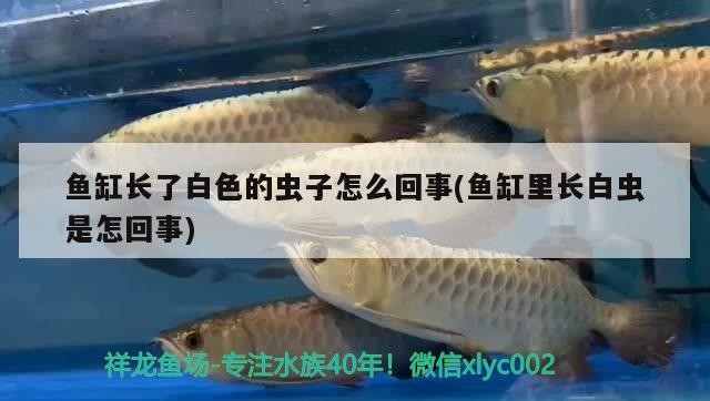魚缸長(zhǎng)了白色的蟲子怎么回事(魚缸里長(zhǎng)白蟲是怎回事)長(zhǎng)白色蟲子原因揭秘，水質(zhì)、飼料