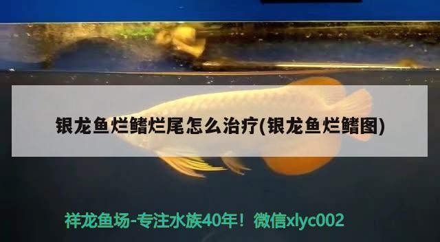 銀龍魚爛鰭爛尾怎么治療(銀龍魚爛鰭圖)龍魚爛鰭爛尾治療方法及癥狀圖解，養護要點