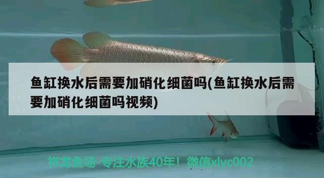 虎魚到底有多強(qiáng)大？，歌利亞虎魚vs鱷魚vs鱷魚，動(dòng)物學(xué)家的鏡頭曾記錄下驚人一幕，魚多強(qiáng)大？歌利亞虎魚連戰(zhàn)鱷魚，動(dòng)物學(xué)家