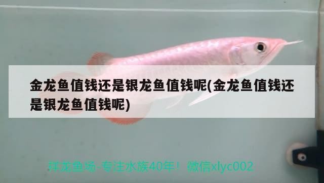 金龍魚值錢還是銀龍魚值錢呢(金龍魚值錢還是銀龍魚值錢呢)龍魚與銀龍魚誰更值錢？價值對比及影響因素