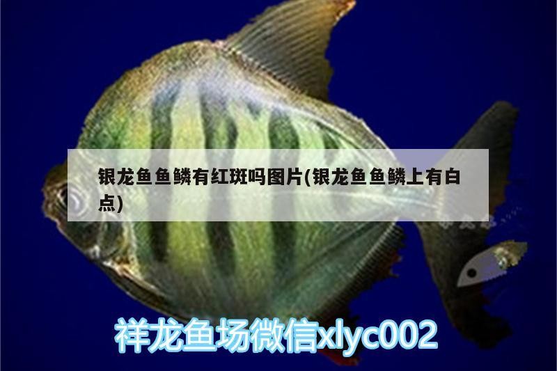 銀龍魚魚鱗有紅斑嗎圖片(銀龍魚魚鱗上有白點)龍魚魚鱗紅斑白點圖鑒，癥狀解析與應對