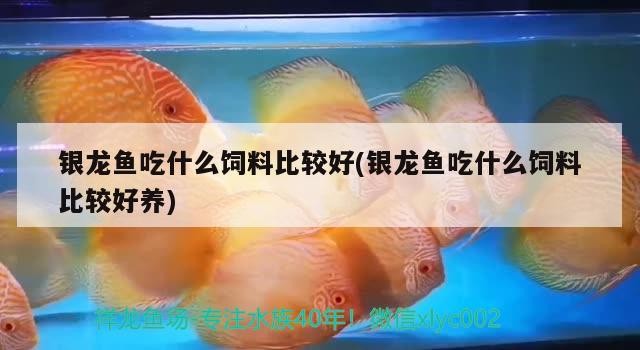 銀龍魚吃什么飼料比較好(銀龍魚吃什么飼料比較好養)龍魚飼料之選，何種飼料喂養銀龍魚更佳更