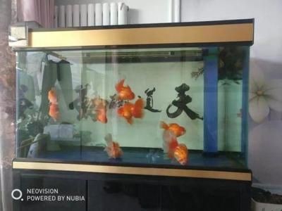NEO魚缸怎么樣：neoclean天凈圓形魚缸怎么樣，O魚缸深度評測，neoclean天凈圓形魚缸性能與