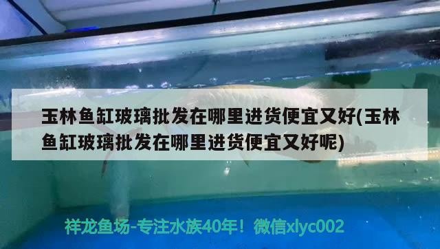 玉林魚缸玻璃批發在哪里進貨便宜又好(玉林魚缸玻璃批發在哪里進貨便宜又好呢)林魚缸玻璃批發，哪里進貨既便宜 玉林魚缸玻璃批發在哪里進貨便宜又好(玉林魚缸玻璃批發在哪里進貨便宜又好呢)林魚缸玻璃批發，哪里進貨既便宜 銀龍魚百科