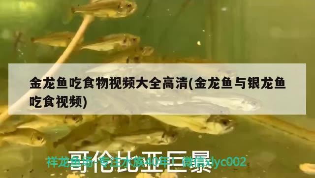 金龍魚(yú)吃食物視頻大全高清(金龍魚(yú)與銀龍魚(yú)吃食視頻)龍魚(yú)吃食物高清視頻大全，含金龍魚(yú)與銀龍魚(yú)吃食精彩對(duì)比