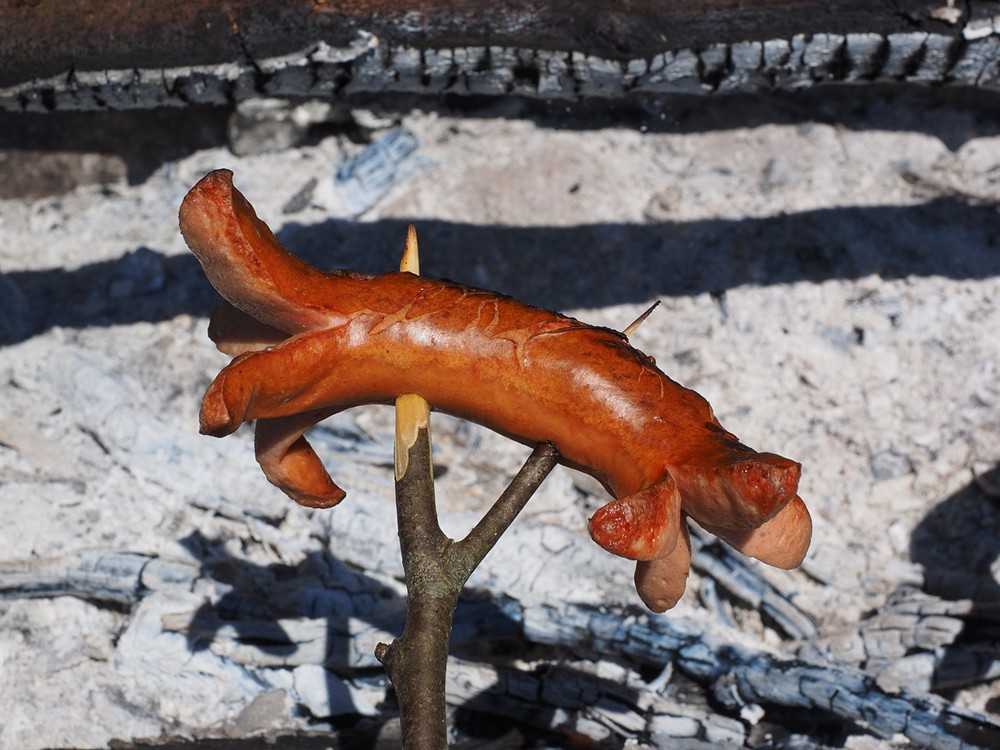 問各位虎魚疾病的問題，！虎魚生病了，求各位大神解答虎魚疾病相關問題