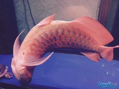 龍魚頭朝上，魚頭朝上，異常姿態背后的健康隱患與水質環境關聯
