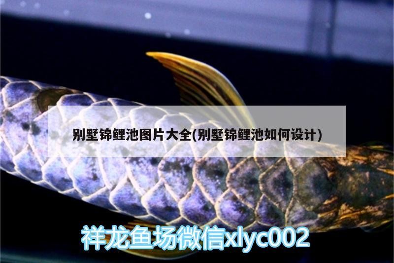 別墅錦鯉池圖片大全(別墅錦鯉池如何設計)別墅錦鯉池圖片大全，設計要點、風格賞析及打造