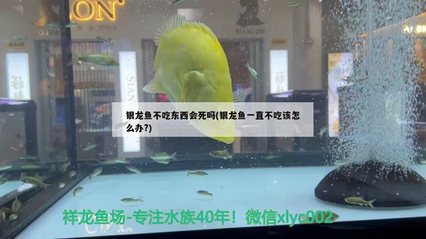 銀龍魚不吃東西會死嗎(銀龍魚一直不吃該怎么辦?)龍魚不吃東西會死嗎？一直不吃咋辦？原因分析
