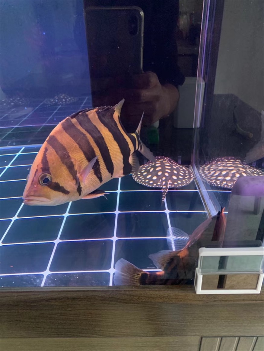 虎魚飼養問題，虎魚飼養全攻略，從入門到精通的常見問題與解決