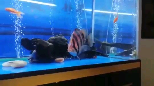 大虎虎魚(yú)圈，大虎虎魚(yú)圈，探秘獨(dú)特魚(yú)類生態(tài)與趣味養(yǎng)殖