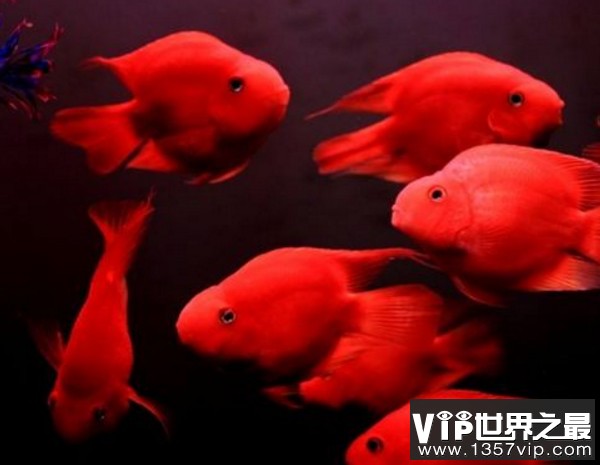 紅龍魚排行榜第幾名，龍魚排行榜，探尋紅龍魚在觀賞魚界的排名究竟
