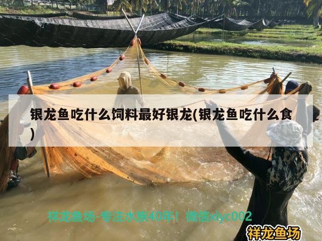 銀龍魚吃什么飼料最好銀龍(銀龍魚吃什么食)龍魚最佳飼料揭秘，探尋最適合銀