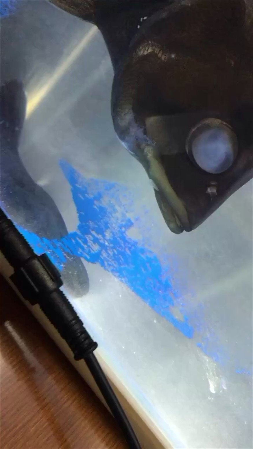 虎魚腮蓋腫了一個大包，魚腮蓋腫出大包，是何緣由？養殖者