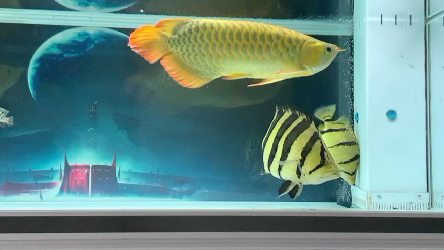 虎魚狀態(tài)好一點了，魚狀態(tài)漸佳，活力初現(xiàn)，精心養(yǎng)護