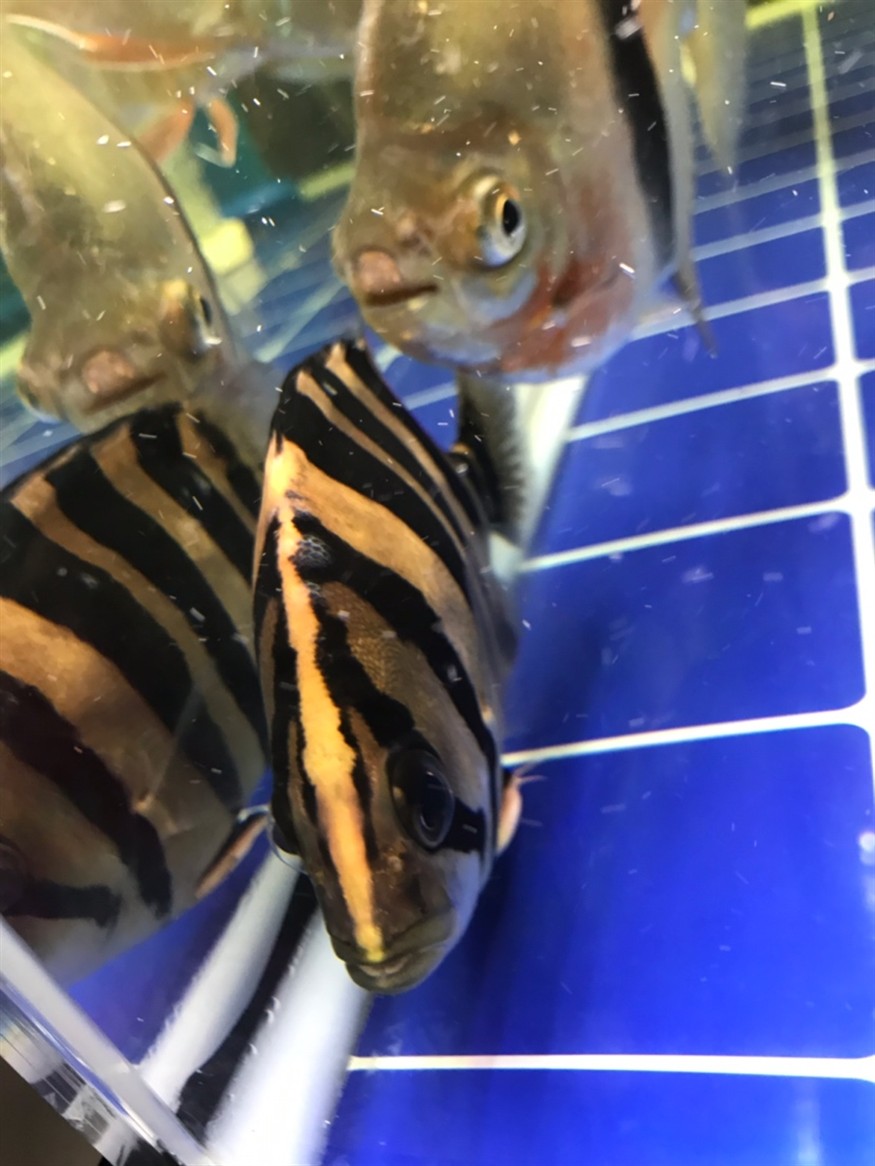 我的虎魚身上長的是什么，虎魚身上長異物，是病癥還是正常現(xiàn)象？探尋真相