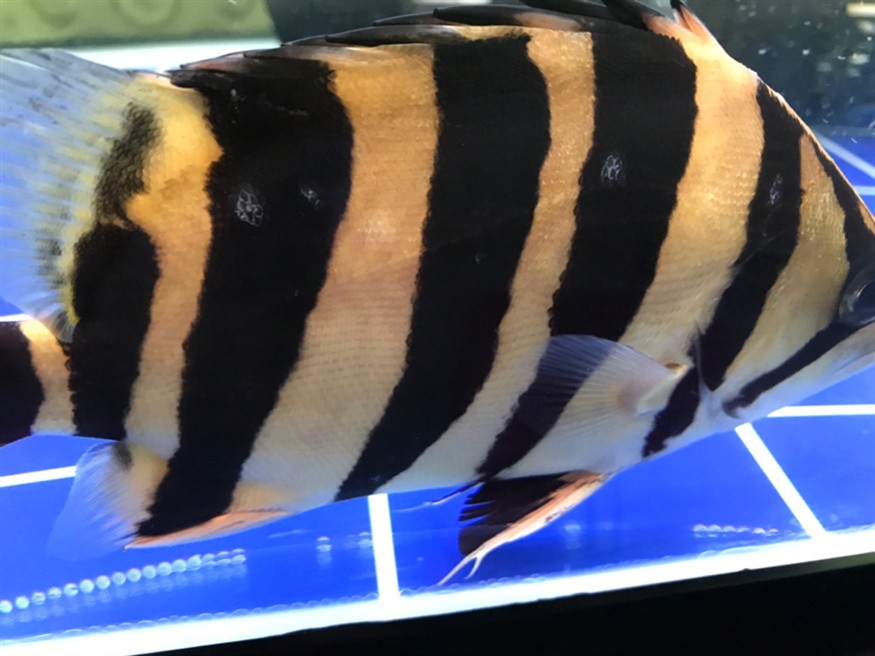 我的虎魚身上長的是什么，虎魚身上長異物，是病癥還是正常現(xiàn)象？探尋真相