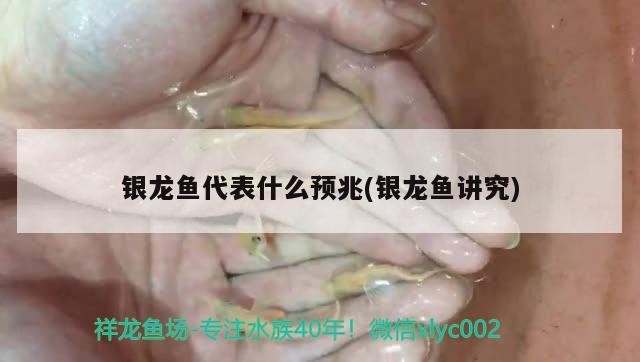 魚缸 銀龍魚代表什么預(yù)兆(銀龍魚講究)龍魚有何預(yù)兆?其相關(guān)講究及背后寓意全解析 銀龍魚百科 銀龍魚代表什么預(yù)兆(銀龍魚講究)龍魚有何預(yù)兆?其相關(guān)講究及背后寓意全解析 銀龍魚代表什么預(yù)兆(銀龍魚講究)龍魚有何預(yù)兆?其相關(guān)講究及背后寓意全解析 銀龍魚百科