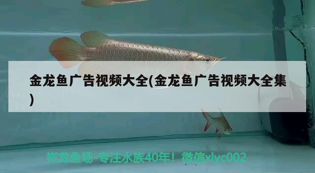 金龍魚廣告視頻大全(金龍魚廣告視頻大全集)龍魚廣告視頻大全，經典創意匯聚，領略品牌魅力風采