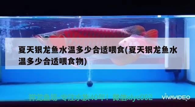 夏天銀龍魚水溫多少合適喂食(夏天銀龍魚水溫多少合適喂食物)銀龍魚水溫多少合適？喂食要點