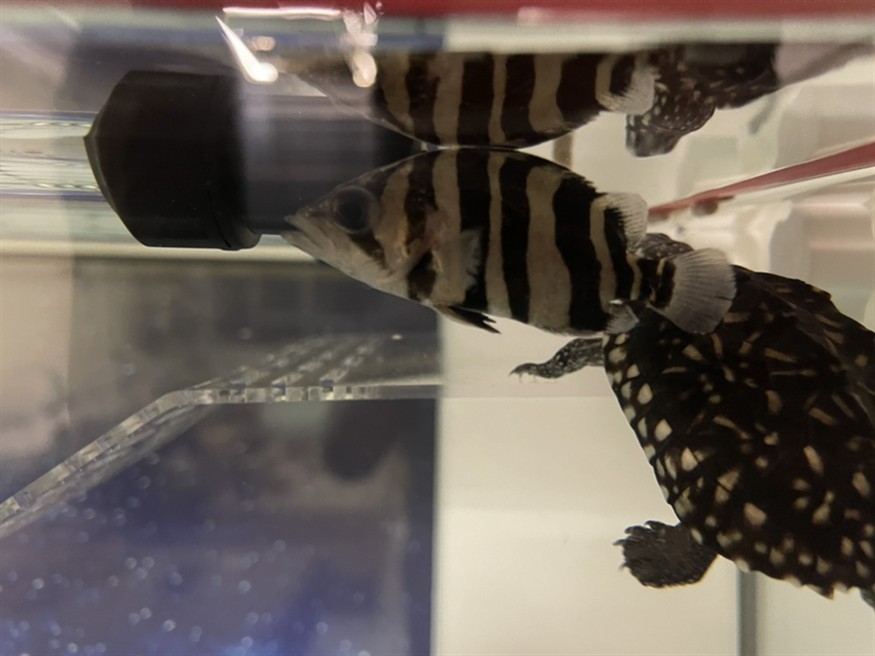 虎魚求助，魚養(yǎng)殖遇難題？專家在線答疑解惑助你攻克難關(guān) 虎魚求助，魚養(yǎng)殖遇難題？專家在線答疑解惑助你攻克難關(guān) 虎魚百科 第2張
