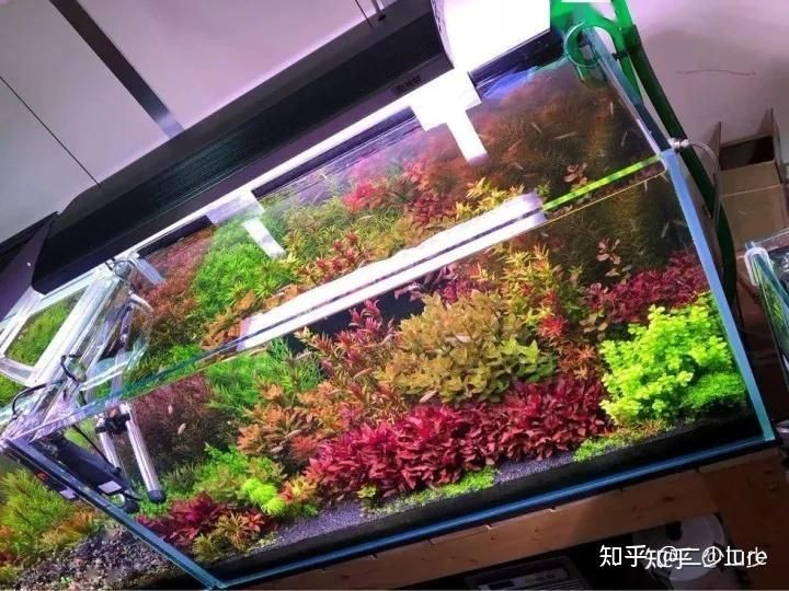 北方魚缸里養什么水草最好：適合北方魚缸養的水草品種，魚缸養水草攻略，最佳品種推薦