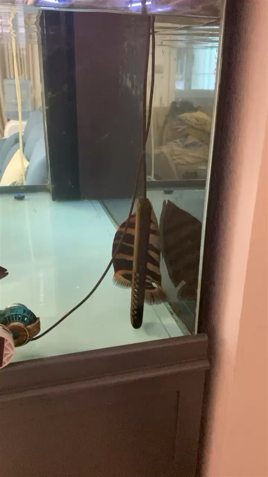 虎魚快死了，虎魚快死了！探尋其瀕死原因及能否力挽狂瀾的拯救之法