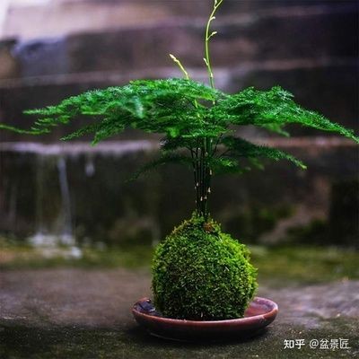 玻璃魚缸適合養(yǎng)什么花卉：玻璃魚缸適合養(yǎng)植哪些花卉，魚缸養(yǎng)花指南，哪些花卉適合在