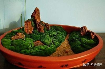玻璃魚缸適合養(yǎng)什么花卉：玻璃魚缸適合養(yǎng)植哪些花卉，魚缸養(yǎng)花指南，哪些花卉適合在