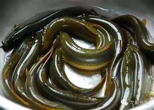 金龍魚怎么慢養，金龍魚慢養攻略，從環境到喂食的全方位精心