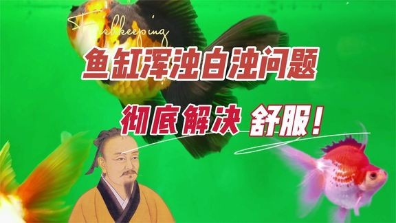 百勝魚缸質量怎么樣啊，勝魚缸質量究竟如何？材質工藝全解析，助你挑選