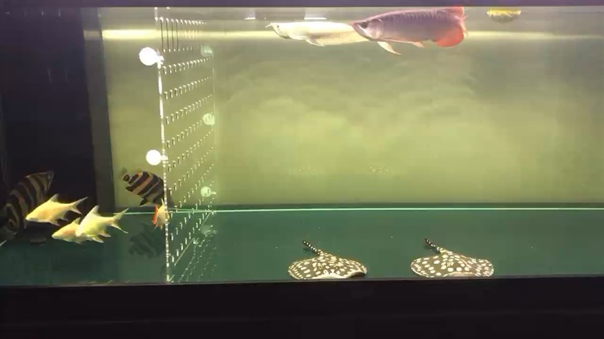 虎魚蒙眼下藥的第二天，虎魚蒙眼下藥次日，狀態觀察與后續養護關鍵期