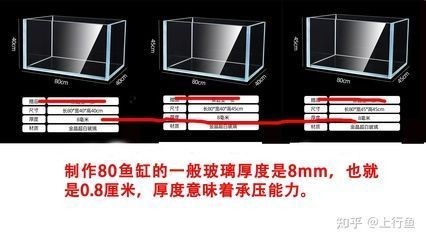 上海市普陀區(qū)嶷誠(chéng)水族店（上海市普陀區(qū)嶷誠(chéng)水族店電話(huà)號(hào)碼）市普陀區(qū)嶷誠(chéng)水族店詳情