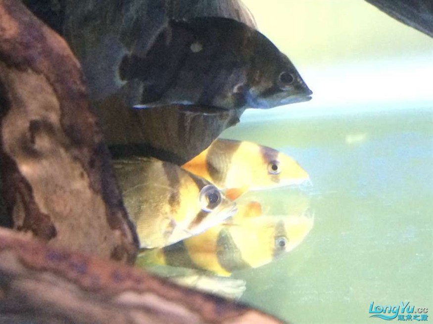 虎魚有眼疾，魚突患眼疾，飼養(yǎng)難題待解，如何守護它的