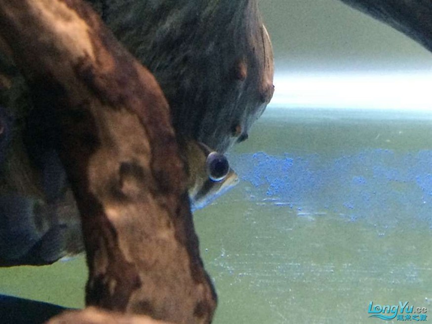 虎魚有眼疾，魚突患眼疾，飼養(yǎng)難題待解，如何守護它的