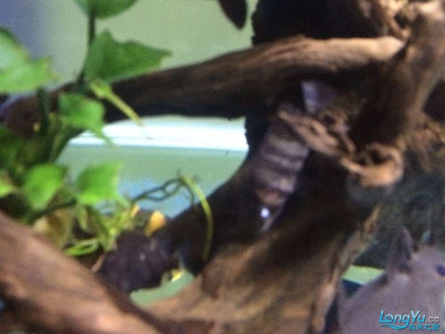 虎魚有眼疾，魚突患眼疾，飼養(yǎng)難題待解，如何守護它的