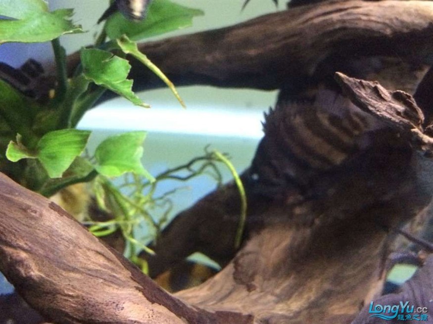 虎魚有眼疾，魚突患眼疾，飼養(yǎng)難題待解，如何守護它的