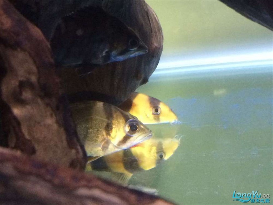 虎魚有眼疾，魚突患眼疾，飼養(yǎng)難題待解，如何守護它的