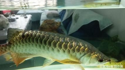 燈烤藥泡龍魚，燈烤藥泡龍魚，獨特養殖法下的龍魚養護