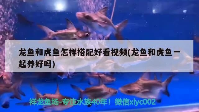 龍魚和虎魚怎樣搭配好看視頻(龍魚和虎魚一起養(yǎng)好嗎)魚與虎魚混養(yǎng)搭配技巧及觀賞效果展示視頻(是否適宜共養(yǎng)解析)