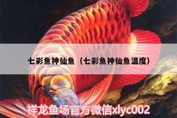 七彩魚神仙魚（七彩魚神仙魚溫度）彩魚神仙魚適宜溫度及溫度對七彩魚神仙魚