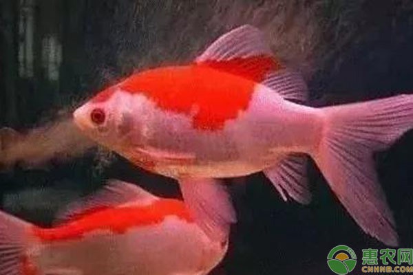 前郭縣長山鎮王瑩水族館（前郭縣長山鎮王瑩水族館電話）郭縣長山鎮王瑩水族館，特色水族展示與優質觀賞體驗（附